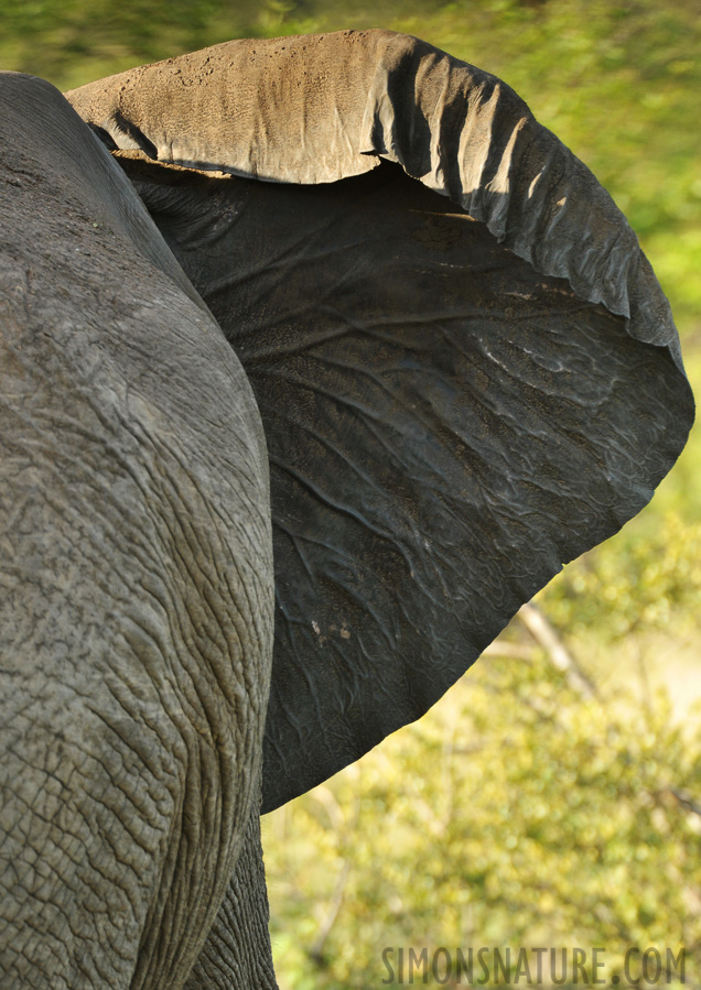 Loxodonta africana [550 mm, 1/250 sec at f / 7.1, ISO 800]